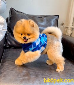Pomeranian Show Kalite Mini Size Köpeğimiz 2