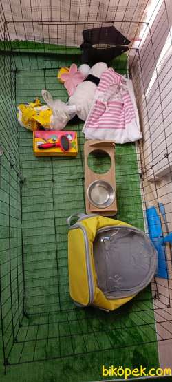 Pomeranian Smiley Face 2