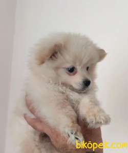 Pomeranian Smiley Face 1