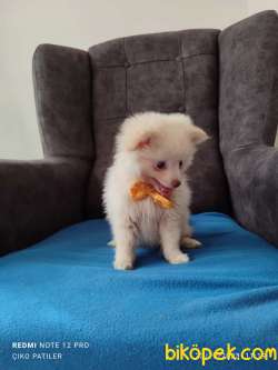 Pomeranian Smiley Face 3