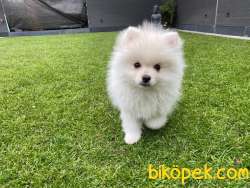 POMERANİAN SPİTSH YAVRULAR 2