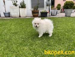 POMERANİAN SPİTSH YAVRULAR 3