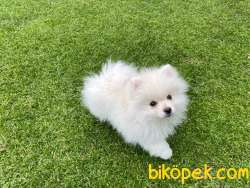 POMERANİAN SPİTSH YAVRULAR 1