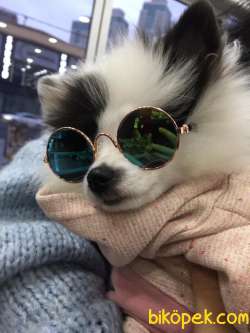 Pomeranian Spitz 2