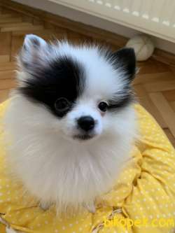 Pomeranian Spitz 5