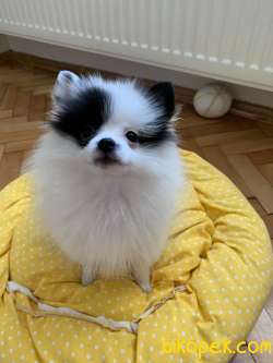 Pomeranian Spitz 1