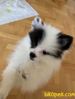 Pomeranian Spitz 4