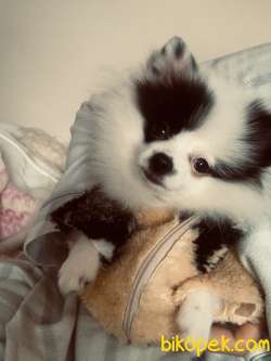 Pomeranian Spitz 3