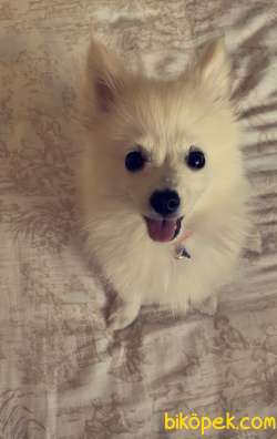 Pomeranian Spitz 3
