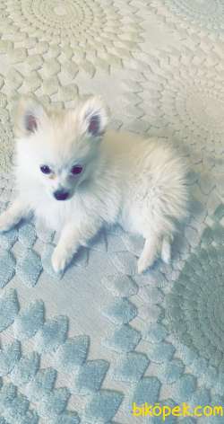 Pomeranian Spitz 2