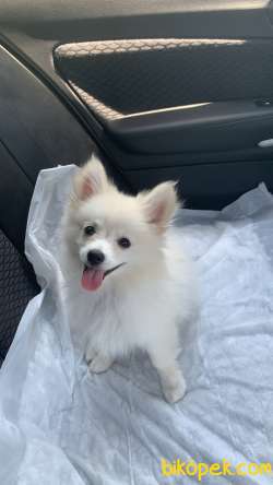 Pomeranian Spitz 1