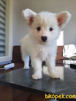 Pomeranian Spitz 2