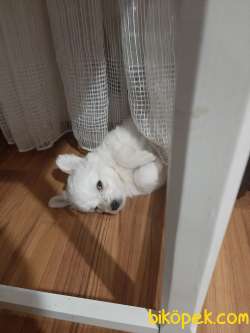 Pomeranian Spitz 4