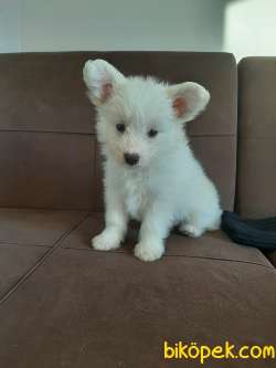 Pomeranian Spitz 3