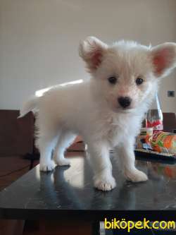 Pomeranian Spitz 1