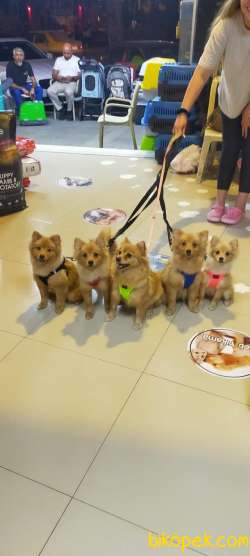 Pomeranian Spitz 1