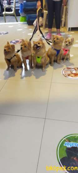Pomeranian Spitz 3