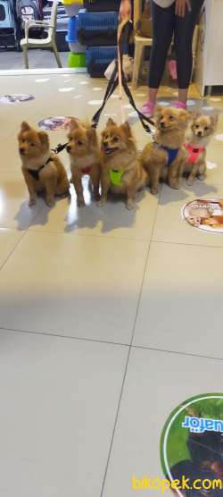 Pomeranian Spitz 2