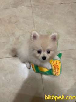 Pomeranian  Spitz 3