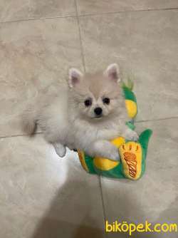 Pomeranian  Spitz 2