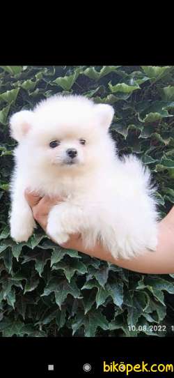 Pomeranian  Spitz 4