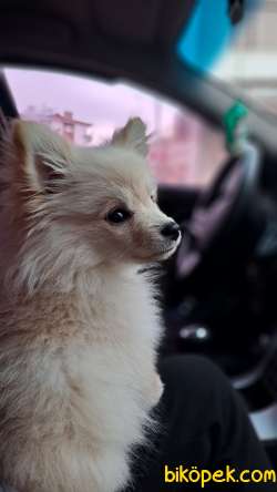 Pomeranian  Spitz 1