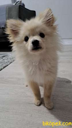 Pomeranian  Spitz 2