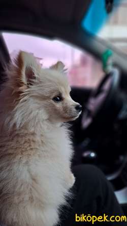 Pomeranian  Spitz 4