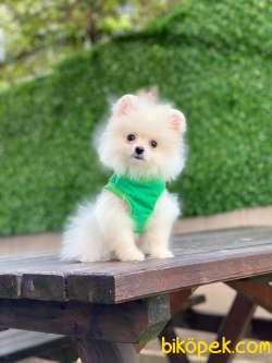 Pomeranian Spitz Oğlum 3