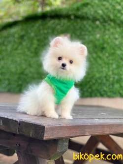 Pomeranian Spitz Oğlum 5