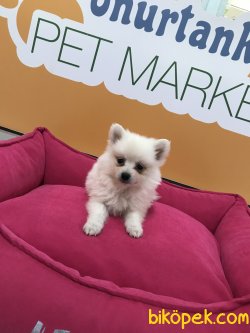 Pomeranian Spitz Yavrular 2