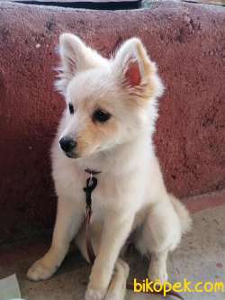 Pomeranian Spizt Dişi Çiş Eğitimili Aşıları Tam Karnesi Mevcut 2