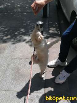 Pomeranian Spizt Dişi Çiş Eğitimili Aşıları Tam Karnesi Mevcut 5