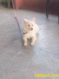 Pomeranian Spizt Dişi Çiş Eğitimili Aşıları Tam Karnesi Mevcut 3