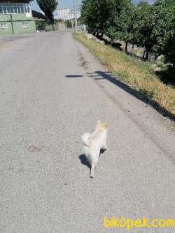 Pomeranian Spizt Dişi Çiş Eğitimili Aşıları Tam Karnesi Mevcut 4