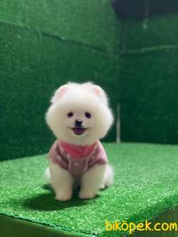 Pomeranian Tatlı Yavrular 5