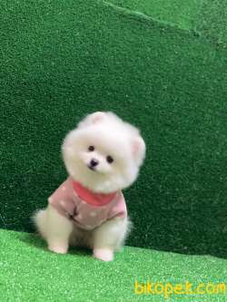 Pomeranian Tatlı Yavrular 3