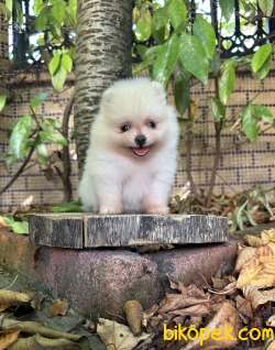 Pomeranian Teacup 1