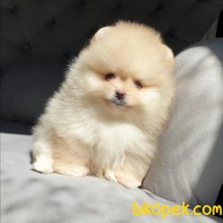 Pomeranian Teacup Krem Erkek Yavrularımız 1