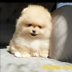 Pomeranian Teacup Krem Erkek Yavrularımız 4