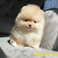 Pomeranian Teacup Krem Erkek Yavrularımız 3