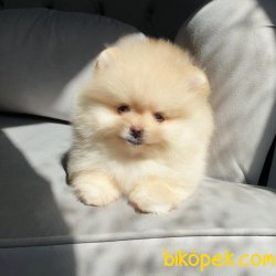 Pomeranian Teacup Krem Erkek Yavrularımız 2