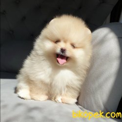 Pomeranian Teacup Krem Erkek Yavrularımız 5