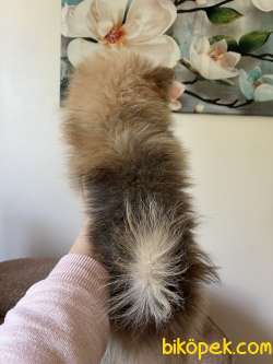 Pomeranian Teddy 5
