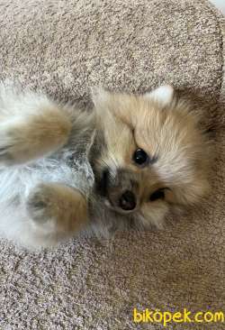 Pomeranian Teddy 3