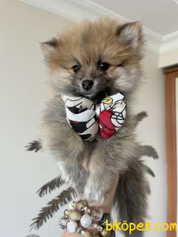 Pomeranian Teddy