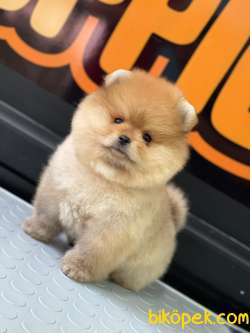 Pomeranian Teddy Bear 1