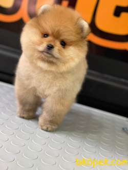 Pomeranian Teddy Bear 5