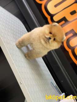 Pomeranian Teddy Bear 2