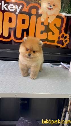 Pomeranian Teddy Bear 3